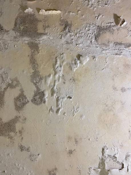 Best Mold Testing  in Judson, SC