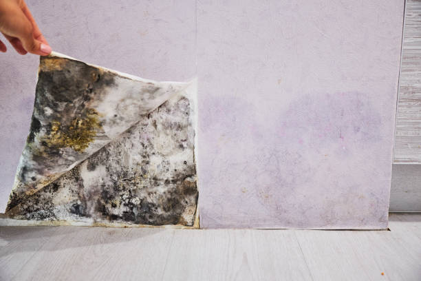 Water Damage Restoration in Judson, SC
